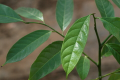 Cyathocalyx zeylanicus
